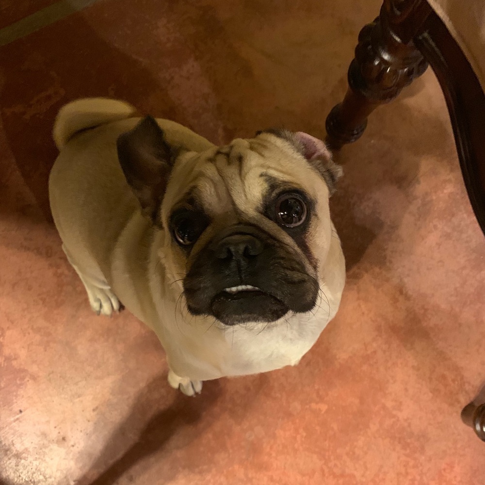 Meet your Posher, Angelina